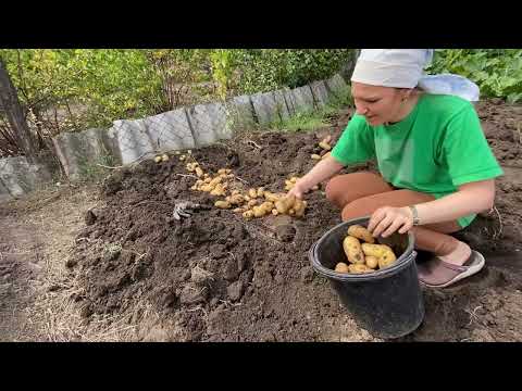 Видео: Урожай картошки сорт Гренада//Картофель выращен под мульчей