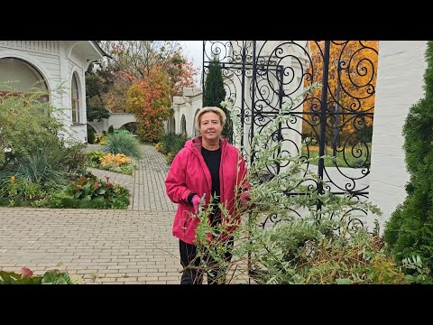 Видео: Осенняя обрезка ивы японской Хакуро Нишики, возможность начеренковать к весне.