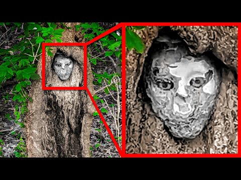 Видео: Страшные Находки И Встречи В Лесу