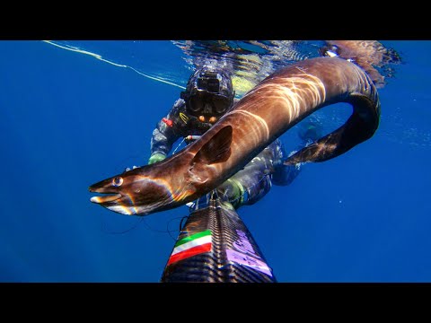 Видео: Большой угорь [Поймай и приготовь] Осенняя охота Подводная охота Хорватия Октябрь 2025 4K 🇭🇷