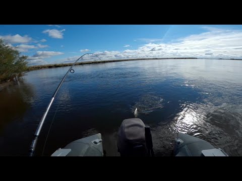 Видео: Верхогляд на каждом забросе.( Нашёл целый котёл верхогляда. )