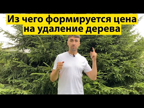 Видео: Из чего формируется цена на удаление дерева.