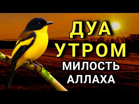 Видео: ☝️ДОБРОЕ УТРО С БЛАГОСЛОВЕНИЕМ! 🤲✨💯