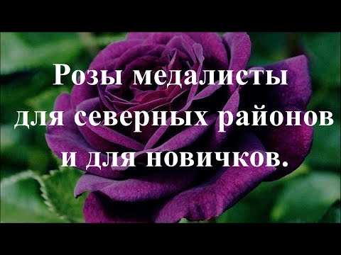 Видео: Розы медалисты для северных районов и для новичков. Питомник растений Е. Иващенко