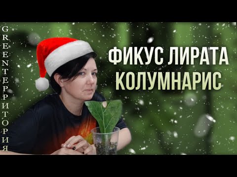 Видео: Уход,Фикус / Колумнарус или Бамбино, обзор комнатных растений