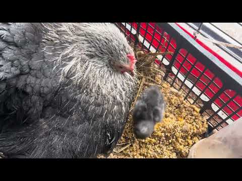 Видео: МИЛОТА зашкаливает 🐥🐣🐥😍😍на ЦЫПЛЯТ можно смотреть вечно)))
