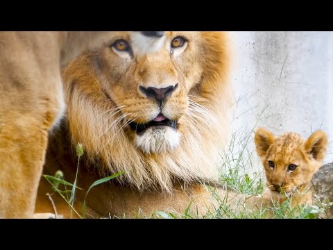 Видео: Эрс рычит🦁 и смотрит на маму, ожидая её реакцию❤️