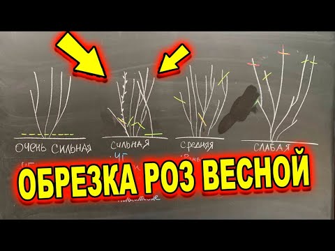 Видео: ВЕСЕННЯ ОБРЕЗКА ПО ТИПУ РОЗЫ. КАК ПРАВИЛЬНО?