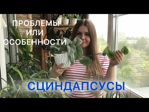Видео: СЦИНДАПСУСЫ | Проблемы или особенности #комнатныерастения 
