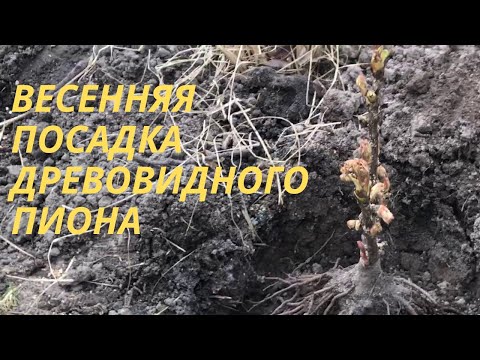 Видео: Весенняя посадка древовидного пиона.