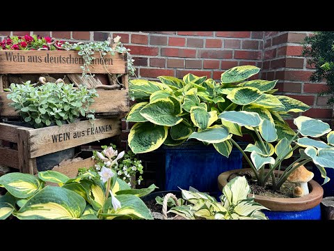 Видео: Хоста в моём саду 🌟Борьба со слизнями🌟Hosta in meinem Garten