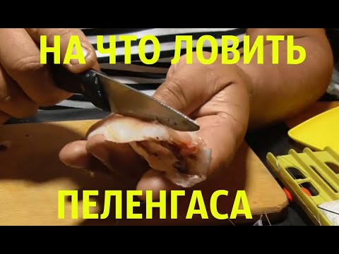 Видео: Рыбалка на крупного пеленгаса. Наживка и снасть.