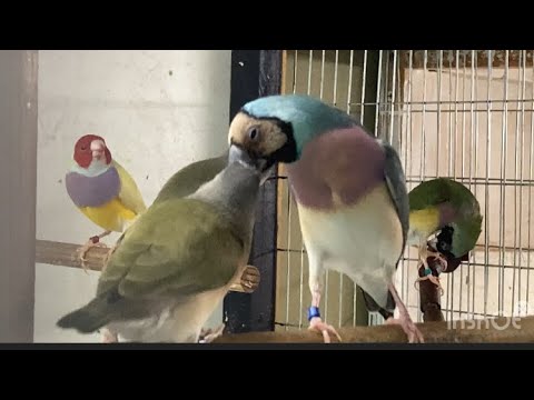 Видео: Самка кормит птенцов ,Амадины Гульда.