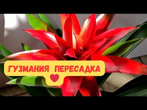 Видео: Гузмания пересадка#guzmán #гузмания #гузманияпересадка#гузманияуход#цветыдлядома