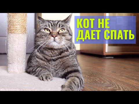 Видео: Чем меня раздражает (бесит) мой кот Сэмыч | Кот будит по утрам в выходной день