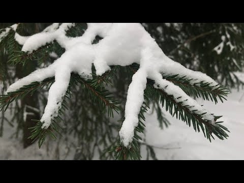 Видео: Зимний лес