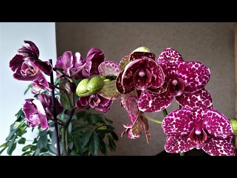 Видео: ДИКИЙ КОТ Фаленопсис Phal. Wild Cat Три примера цветения за 15 мин. +  рассказ об особенностях сорта