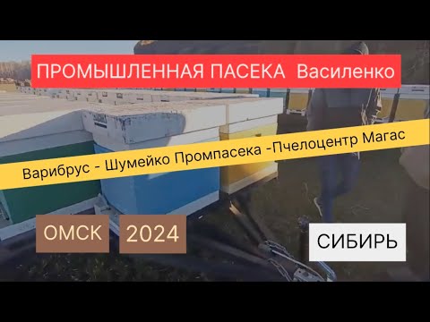 Видео: СИБИРЬ. ОМСК. Пасека Василенко Денис.