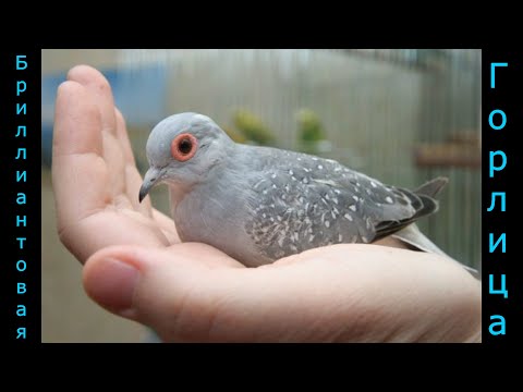 Видео: Бриллиантовые горлицы и очень много попугаев!))) Diamond turtle doves and a lot of parrots!)))