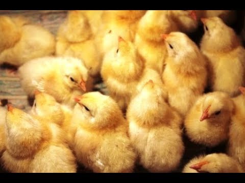 Видео: Архиважно для цыплят, запуск ЖКТ.
