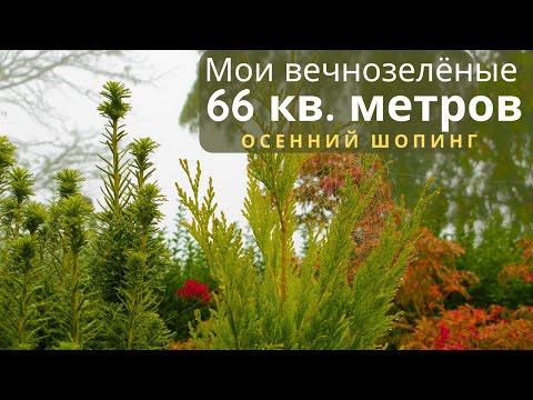 Видео: Мой городской мини сад. Шопинг в голландской теплице