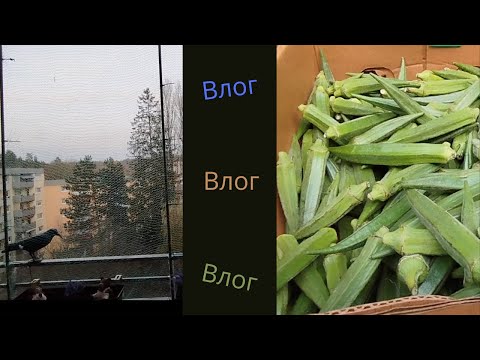 Видео: Как в Германии утилизируется  обувь и одежда/Зачем намеренно  еду в секондхенд/ Балконные дела