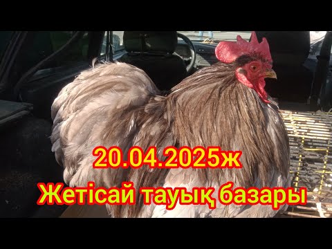 Видео: Жетісай тауық базары. 20.04.2025ж.
