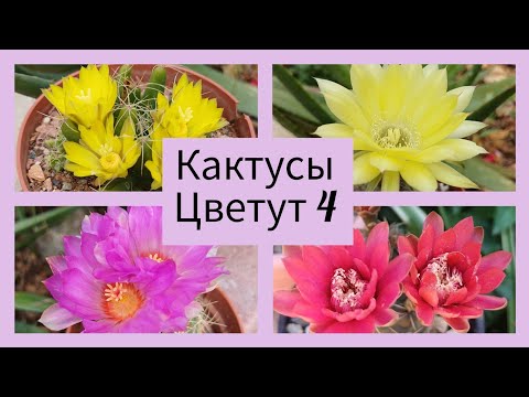 Видео: 2024.Цветут Кактусы.4.серия