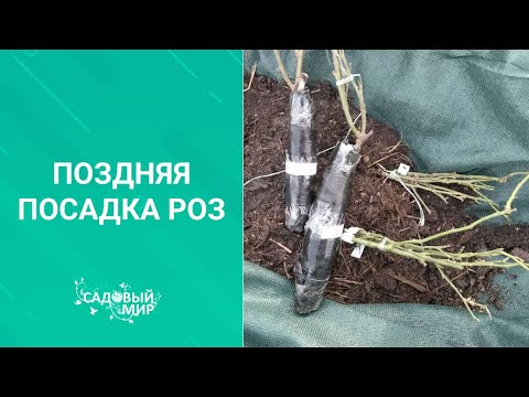 Видео: Поздняя посадка роз. Если не успели посадить розы  осенью в грунт, а уже зима.