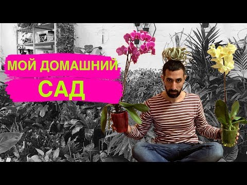 Видео: Обзор моих орхидей и прочих домашних растений