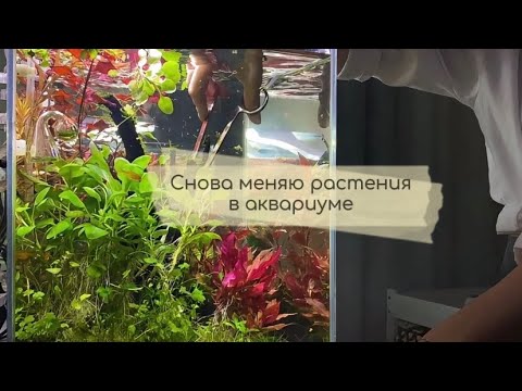 Видео: Стрижка растений | небольшая перестановка в аквариуме 🍃