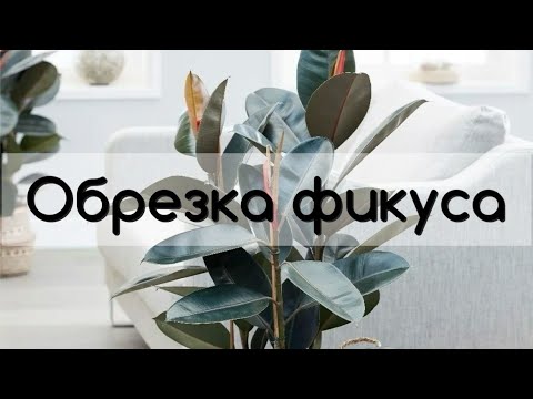 Видео: Как обрезать фикус