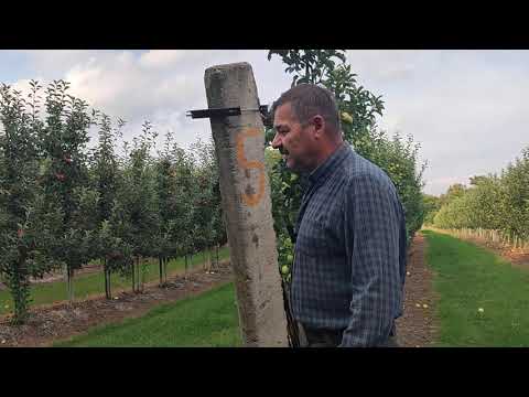 Видео: Регалис. Мой опыт применения в яблоневом саду.