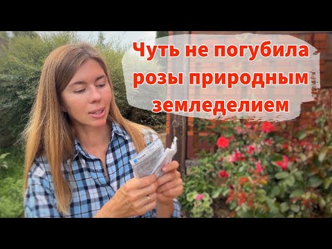 Видео: НА РОЗАХ РАБОТАЕТ ТОЛЬКО "ХИМИЯ". ПОЛНЫЙ УХОД ЗА РОЗАМИ В АВГУСТЕ