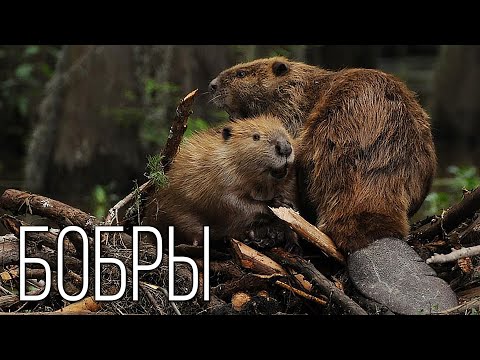 Видео: Бобры: Лучшие строители в мире животных | Интересные факты про бобров