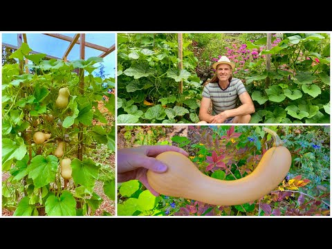 Видео: Мускатная тыква~4 сорта, 3 способа экономии места