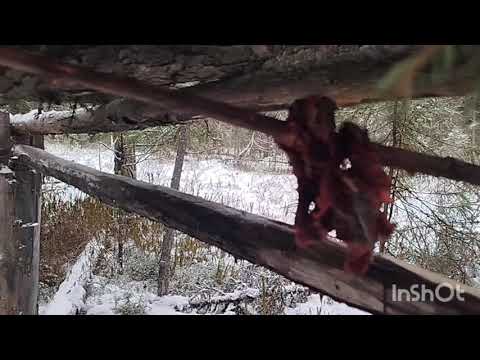 Видео: Ловушка на соболя☝ Старый, но не забытый способ. 