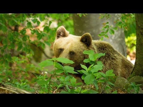 Видео: Фотолов на кафява мечка в Стара планина | Bear photography in Bulgaria