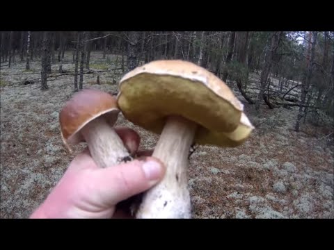 Видео: Я В ШОКЕ! СОБРАЛИ ЧЕТЫРЕ ВЕДРА ГРИБОВ В НОЯБРЕ! Белые, опята, польские.. Беларусь 2025.