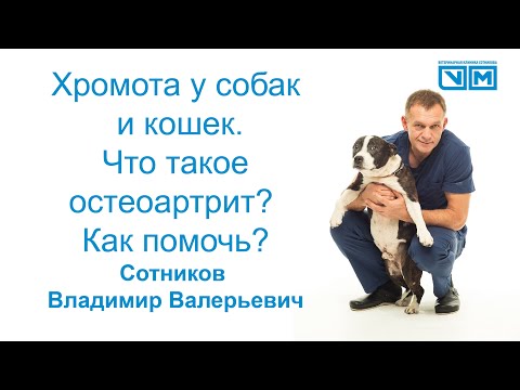 Видео: Хромота у собак и кошек
