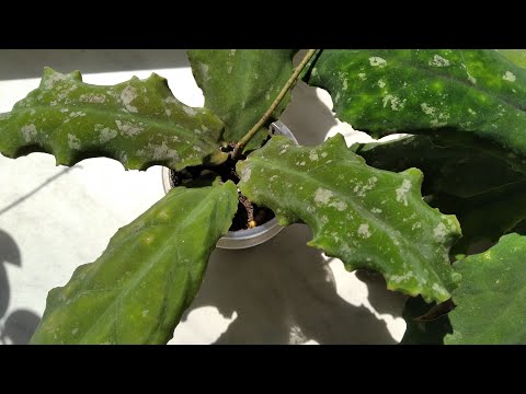 Видео: Как поживает Ундулата/ цветение Матильды сплеш