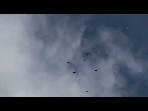 Видео: Хижаки мігрують