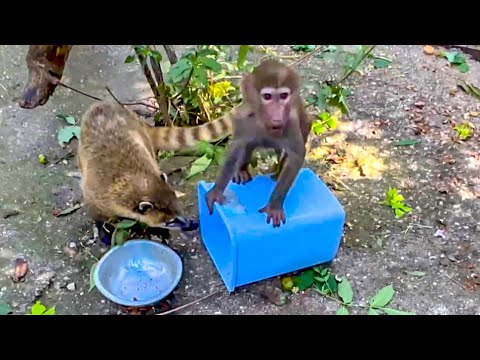 Видео: СМЕЯЛИСЬ ВСЕ! Люська схватила мое ведро и рванула вверх по вольеру!