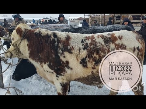 Видео: Уржар мал базары.Ірі қара мал бағасы.