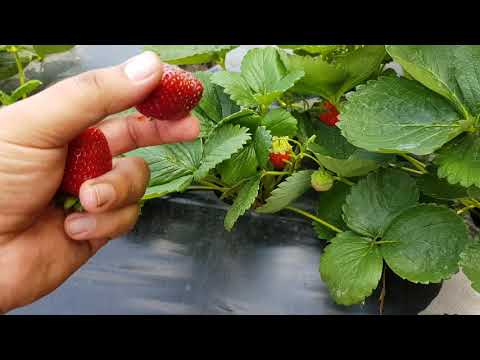 Видео: Что же я обнаружил под агроспаном на клубнике, спустя 2 года выращивания Азии.