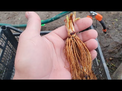 Видео: Как сохранить саженцы земляники перед посадкой. Делаем с умом!!!