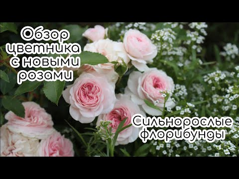 Видео: Подвязала флорибунды к опорам. Красочный цветник с обильноцветущими розами