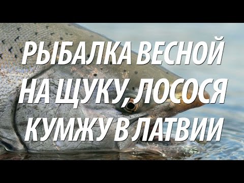 Видео: ЛОВЛЯ НА СПИННИНГ БАЛТИЙСКОГО ЛОСОСЯ, ЩУКИ, КУМЖИ. ВЕСЕННЯЯ РЫБАЛКА В ЛАТВИИ