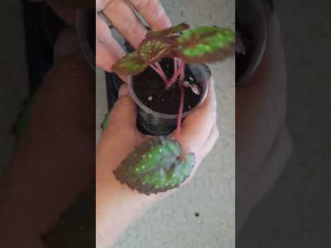 Видео: продолжаю предлагать ваши любимые наборы бегоний