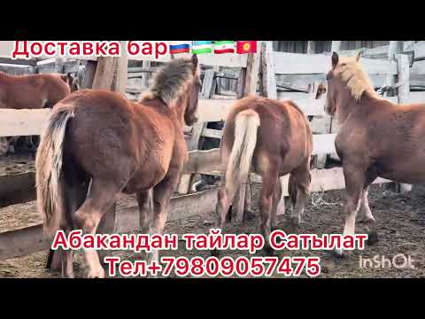 Видео: Доставка бар 🇷🇺🇺🇿🇮🇷🇰🇬🇰🇿